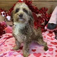 Corky, a male Cockapoo for sale in Gaffney, SC – Photo 1 of 5