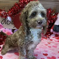 Corky, a male Cockapoo for sale in Gaffney, SC – Photo 5 of 5