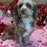 Corky, a male Cockapoo for sale in Gaffney, SC – Photo 2 of 5