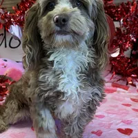 Corky, a male Cockapoo for sale in Gaffney, SC – Photo 3 of 5