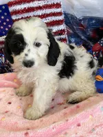 Oreo, a female Miniature Labradoodle for sale in Gaffney, SC – 1 of 4