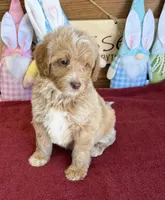 Grant, a male Miniature Goldendoodle for sale in Gaffney, SC – Photo 3 of 5