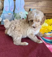 Grant, a male Miniature Goldendoodle for sale in Gaffney, SC – Photo 2 of 5