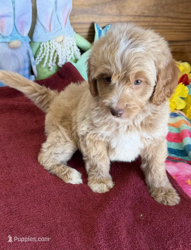 Grant – Miniature Goldendoodle puppy for sale in Gaffney, SC