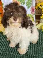 Millie, a female Cockapoo for sale in Gaffney, SC – 2 of 4