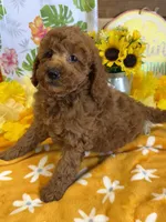 Piper, a female Miniature Labradoodle for sale in Gaffney, SC – 2 of 4