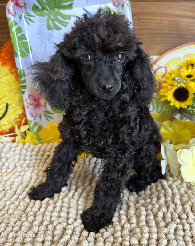 Lilly – Poodle - Toy  puppy for sale in Gaffney, SC