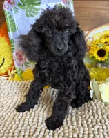 Lilly, a female Poodle - Toy  for sale in Gaffney, SC – 1 of 8