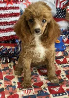 Pixie, a female Poodle - Toy  for sale in Gaffney, SC – 2 of 3