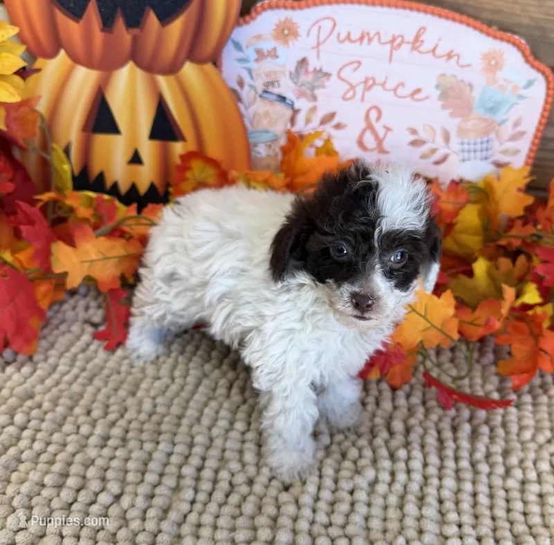 Pixie – Poodle - Toy  puppy for sale in Gaffney, SC