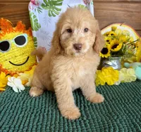 Taffy, a female Miniature Labradoodle for sale in Gaffney, SC – 4 of 4