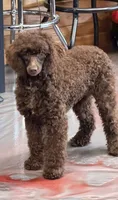 Hershall, a male Poodle - Miniature  for sale in Gaffney, SC – 6 of 10