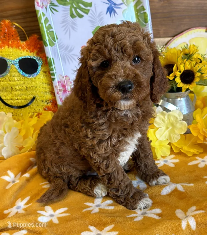 Boots – Miniature Labradoodle puppy for sale in Gaffney, SC