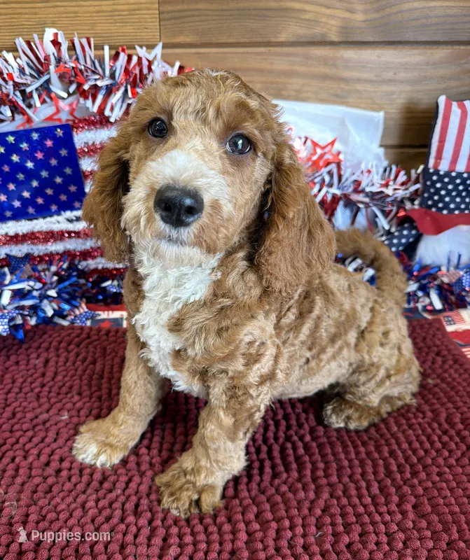 Squirt – Miniature Labradoodle puppy for sale in Gaffney, SC