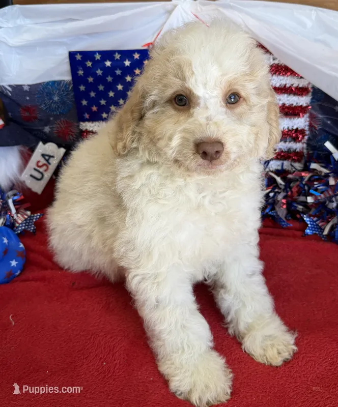 Spirit – Miniature Goldendoodle puppy for sale in Gaffney, SC
