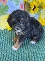 Cooper, a male Cockapoo for sale in Gaffney, SC – 3 of 4