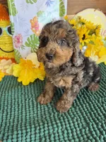 Bella, a female Cockapoo for sale in Gaffney, SC – 2 of 4