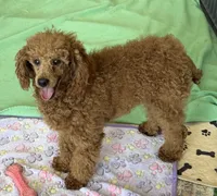 Lacy, a female Poodle - Miniature  for sale in Gaffney, SC – 4 of 5