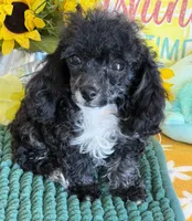 Cory, a male Poodle - Toy  for sale in Gaffney, SC – 2 of 3