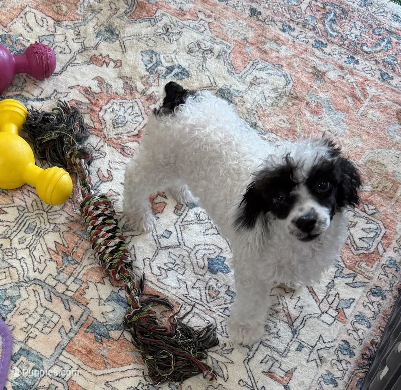 Bandit – Poodle - Toy  puppy for sale in Gaffney, SC