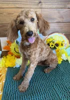 Tanzy, a female Miniature Labradoodle for sale in Gaffney, SC – 2 of 4