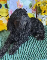 Rocky, a male Cockapoo for sale in Gaffney, SC – 3 of 4