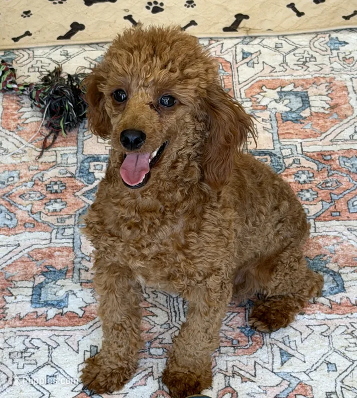Adam – Poodle - Toy  puppy for sale in Gaffney, SC