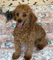 Adam, a male Poodle - Toy  for sale in Gaffney, SC – 1 of 5