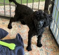 Lilly, a female Poodle - Toy  for sale in Gaffney, SC – 4 of 5