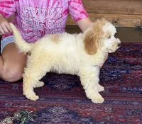 Travis, a male Miniature Goldendoodle for sale in Gaffney, SC – 4 of 4