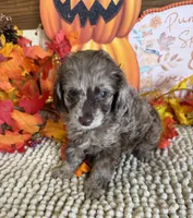 Jackson, a male Cockapoo for sale in Gaffney, SC – 2 of 3