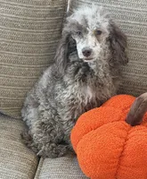 Speckles, a male Poodle - Toy  for sale in Gaffney, SC – 5 of 5