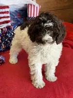 Sara, a female Miniature Goldendoodle for sale in Gaffney, SC – 2 of 7