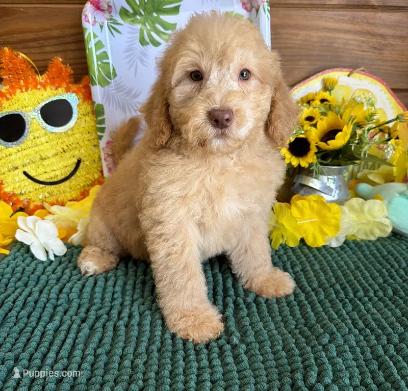 Taffy – Miniature Labradoodle puppy for sale in Gaffney, SC