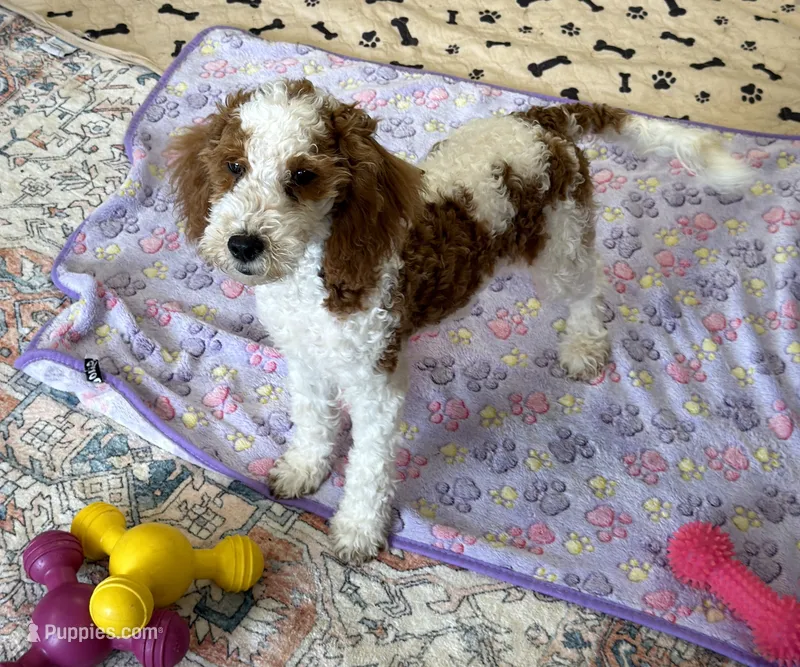 Rita – Miniature Goldendoodle puppy for sale in Gaffney, SC