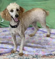 Ben, a male Poodle - Miniature  for sale in Gaffney, SC – 3 of 3