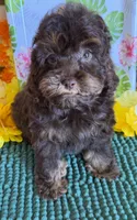Snickers, a female Cockapoo for sale in Gaffney, SC – 4 of 5