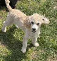 Newton, a male Poodle - Toy  for sale in Gaffney, SC – Photo 2 of 4