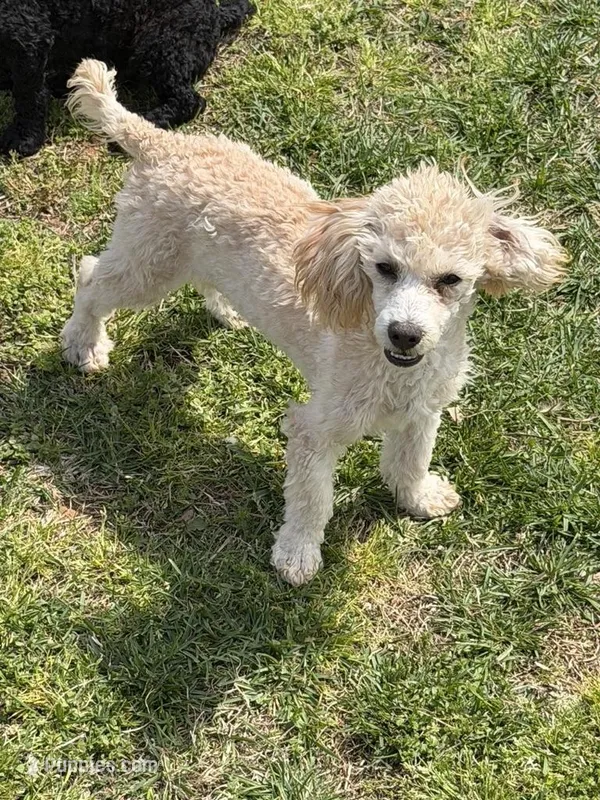 Newton – Poodle - Toy  puppy for sale in Gaffney, SC