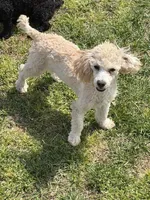 Newton, a male Poodle - Toy  for sale in Gaffney, SC – Photo 1 of 4