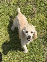 Newton, a male Poodle - Toy  for sale in Gaffney, SC – Photo 4 of 4