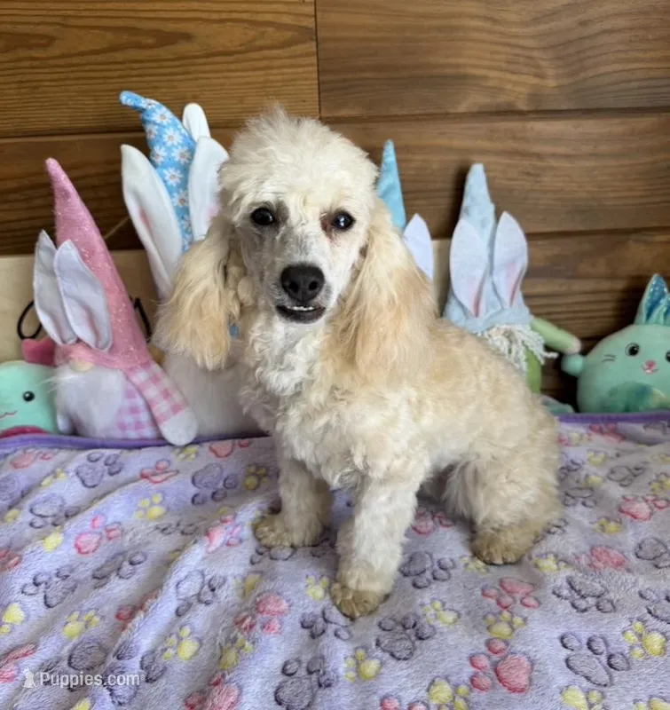 Newton – Poodle - Toy  puppy for sale in Gaffney, SC