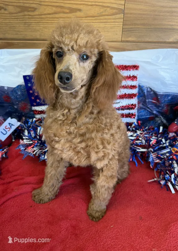 Lacy – Poodle - Toy  puppy for sale in Gaffney, SC