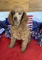 Lacy, a female Poodle - Toy  for sale in Gaffney, SC – 1 of 5