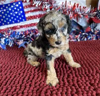 Blue Eyes, a female Cockapoo for sale in Gaffney, SC – 2 of 4