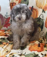 Sally, a female Miniature Labradoodle for sale in Gaffney, SC – 3 of 8