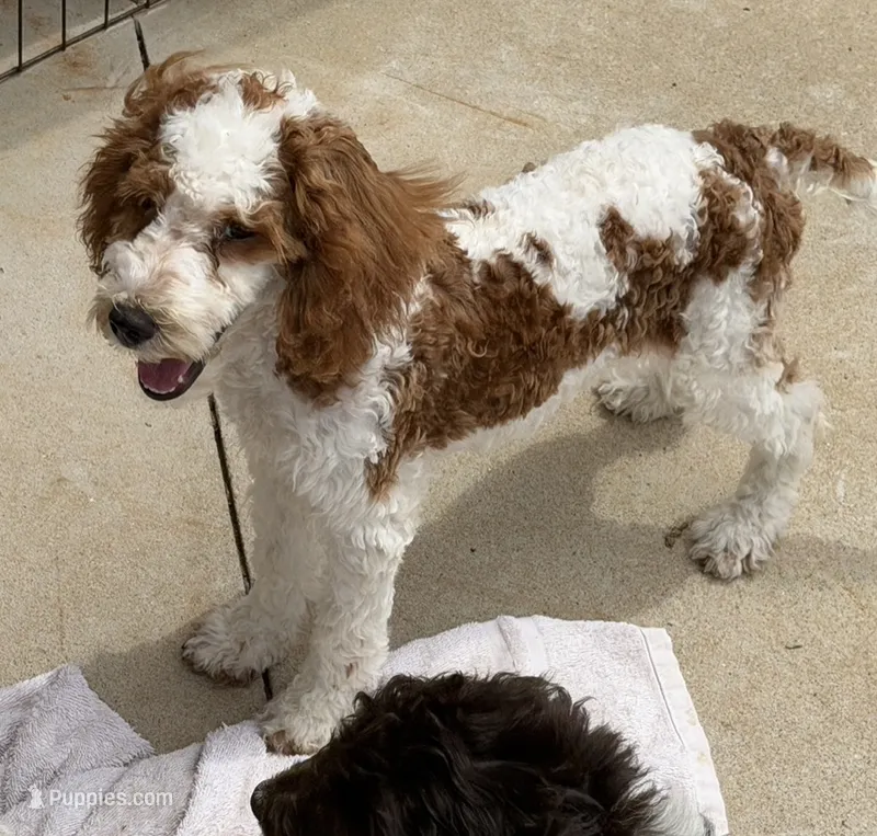 Rita – Miniature Goldendoodle puppy for sale in Gaffney, SC