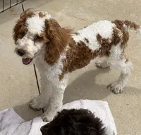 Rita, a female Miniature Goldendoodle for sale in Gaffney, SC – 2 of 7