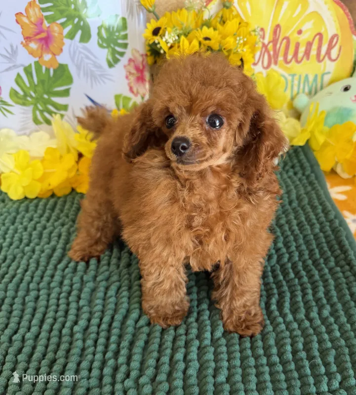 Cinnamon – Poodle - Toy  puppy for sale in Gaffney, SC
