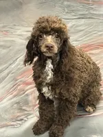 processed/f4f8128a-6f0a-4d8b-b482-1fb87e33d0db/listing/6e3889a6-82e7-42f5-99c2-116c39cc8f26/5eeea59f-356e-4320-92fa-0883a1c8eb77